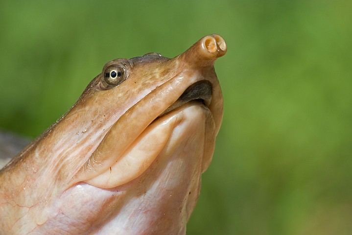 Florida Weichschildkrte Trionyx ferox Florida Softshell